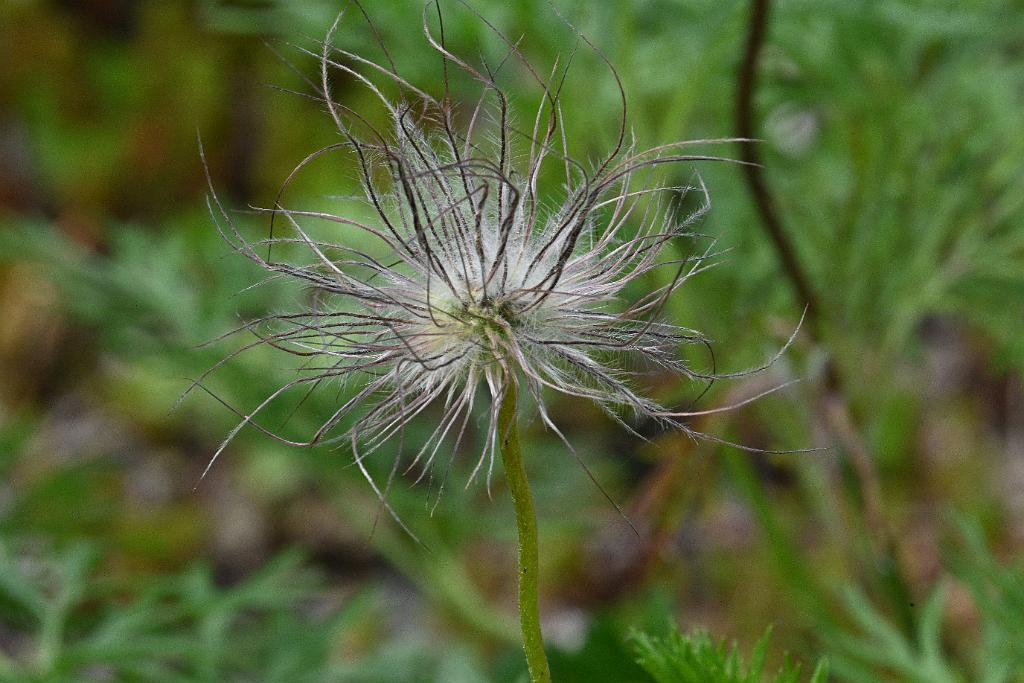 2025-06018779 Acton Arboretum, MA.JPG - Small Pasque Flower (Pulsatilla pratensis). Acton Arboretum, MA, 6-1-2025